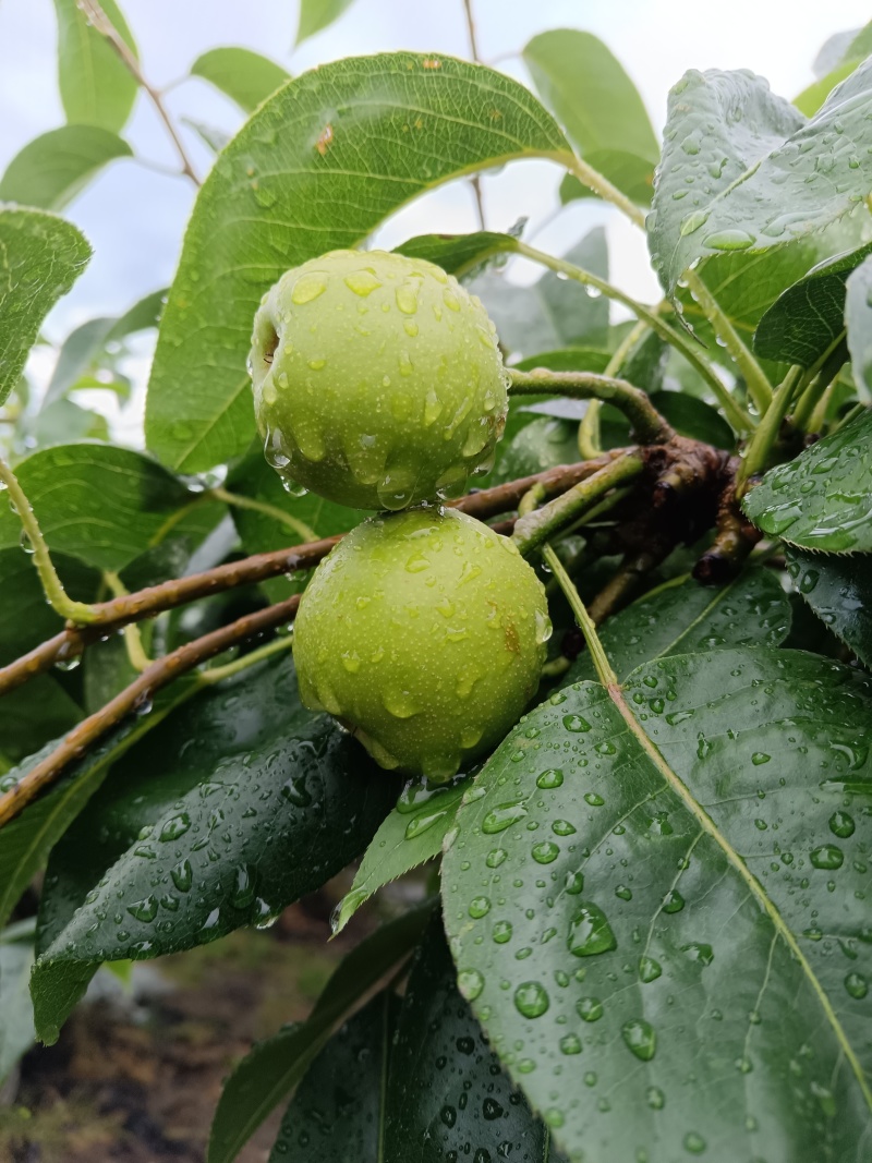 翠冠梨，翠玉梨