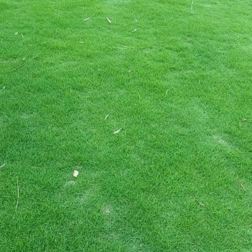 台湾草草皮