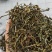 玛玉茶，蚂蚁茶，新茶