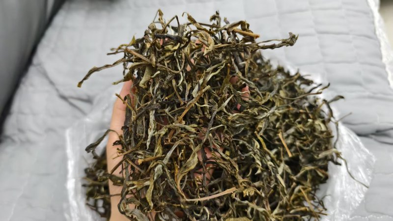 玛玉茶，蚂蚁茶，新茶