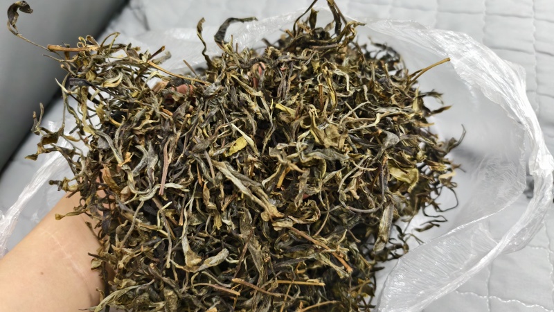 玛玉茶，蚂蚁茶，新茶