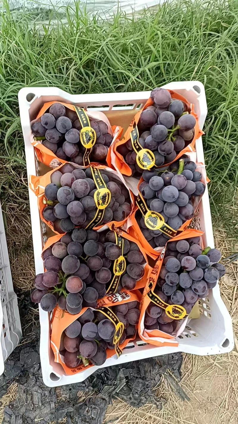 巨峰葡萄聊城葡萄大棚种植新鲜饱满价格便宜