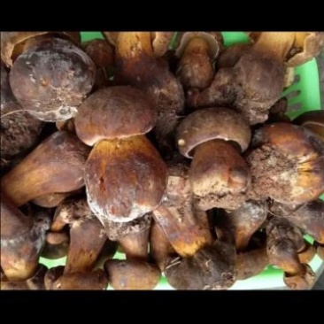 鲜货野生菌，需要的老板联系电话