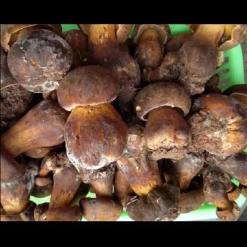 鲜货野生菌，需要的老板联系电话