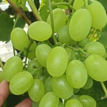 【每日推荐】河北衡水维多利亚葡萄产地直发品质保障可视频