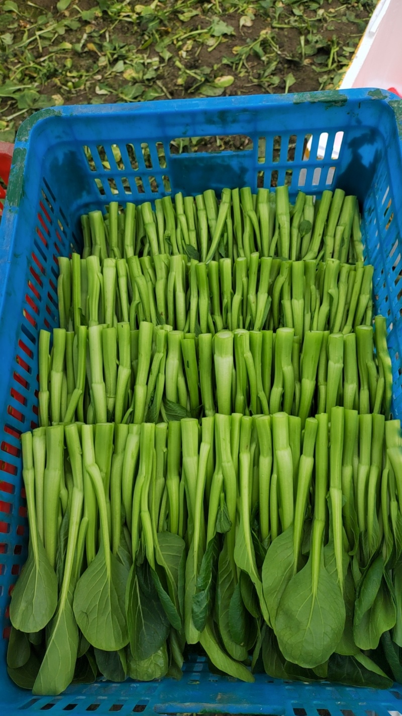 甜菜心大量有货，有需要的老板联系，价格美丽量大从优