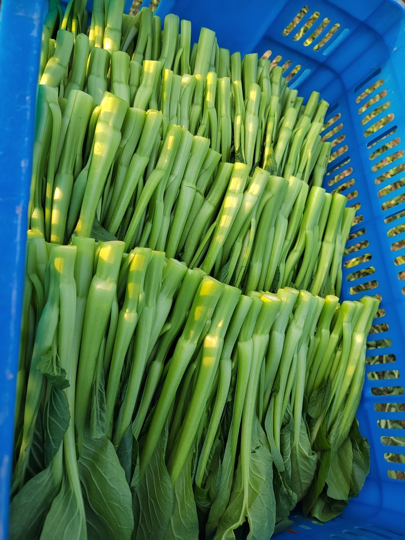 甜菜心大量有货，有需要的老板联系，价格美丽量大从优
