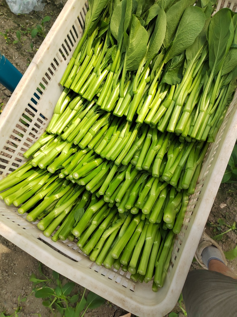 甜菜心大量有货，有需要的老板联系，价格美丽量大从优
