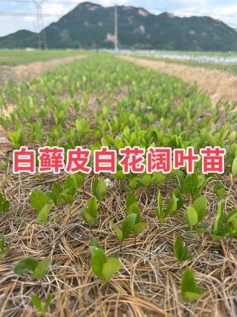 白藓皮苗