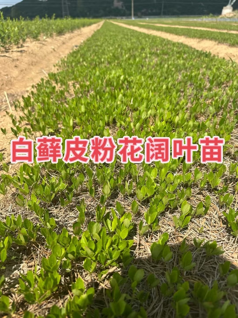 白藓皮苗