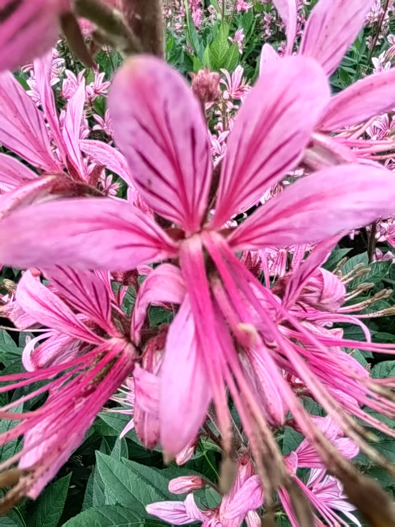 白藓皮苗