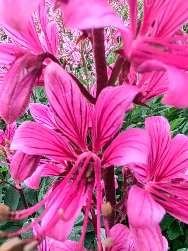 白藓皮苗