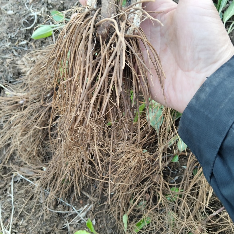 珠沙点苍术种苗