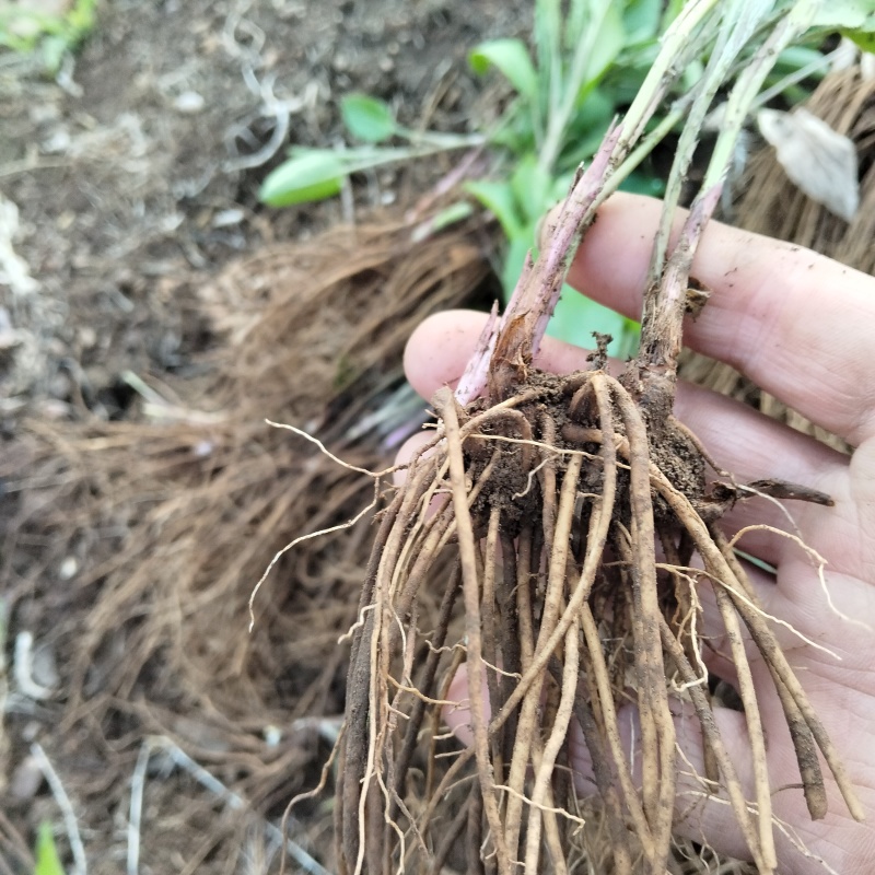 珠沙点苍术种苗