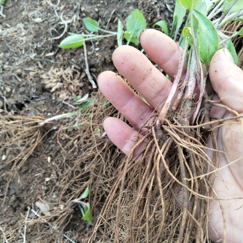 珠沙点苍术种苗