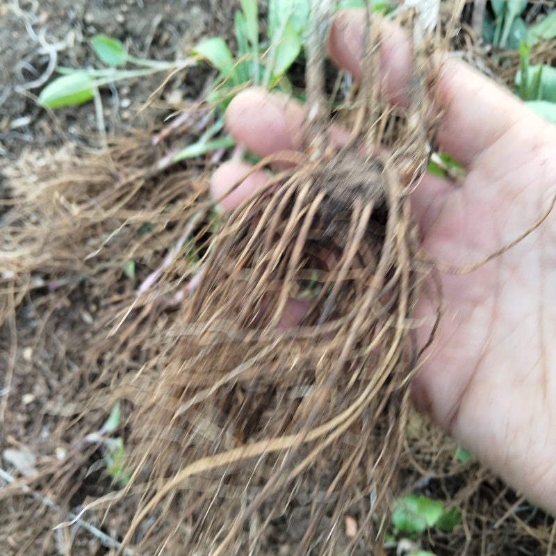 珠沙点苍术种苗