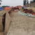 山东聊城新鲜紫皮大蒜对接全国市场量大从优欢迎电联