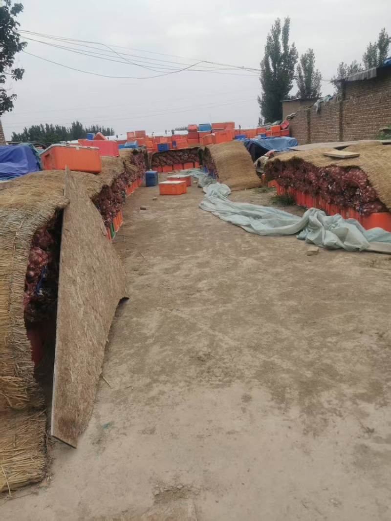 山东聊城新鲜紫皮大蒜对接全国市场量大从优欢迎电联