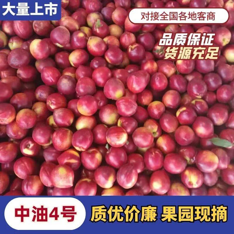 油桃，砀山万亩大棚油桃，红皮，黄肉，口感甜含糖量高，