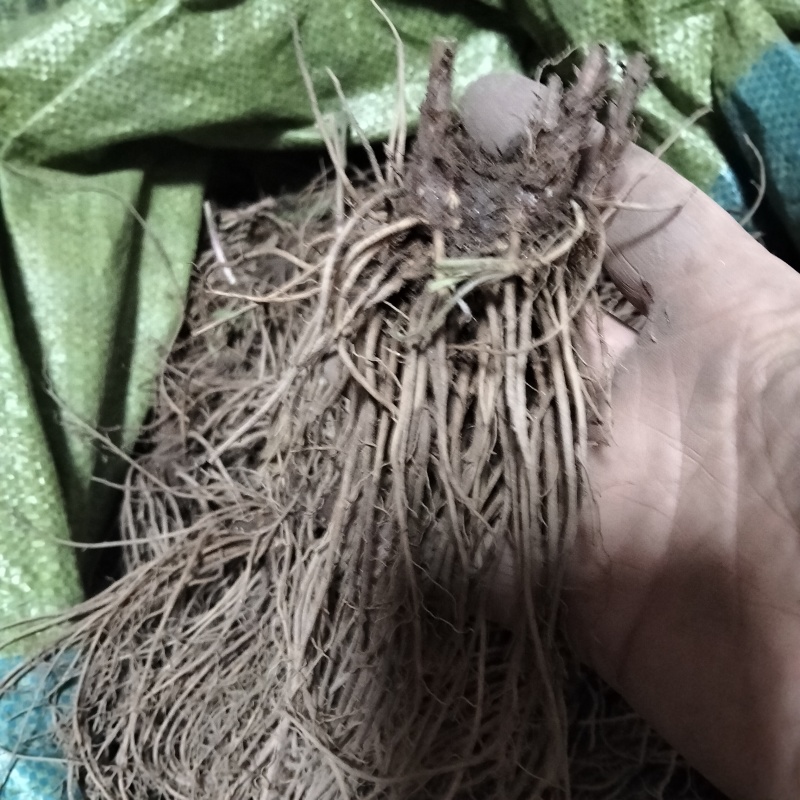珠沙点苍术种苗