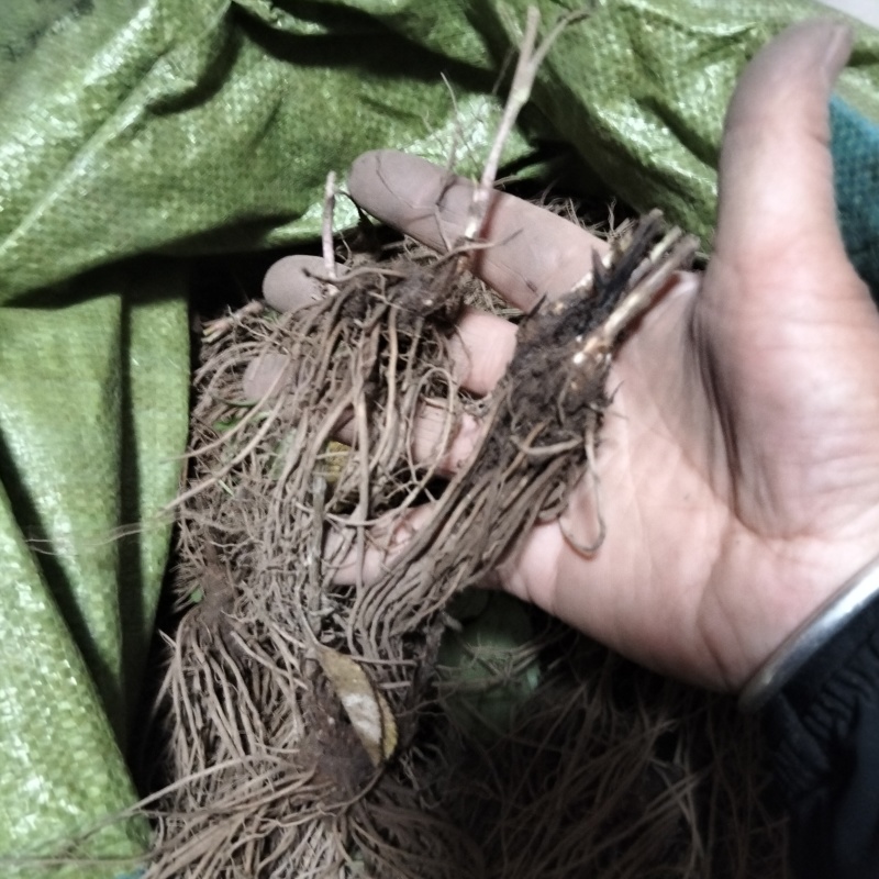 珠沙点苍术种苗