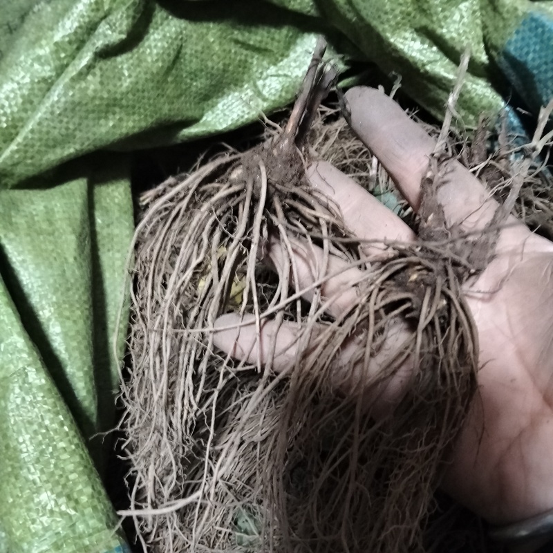 珠沙点苍术种苗
