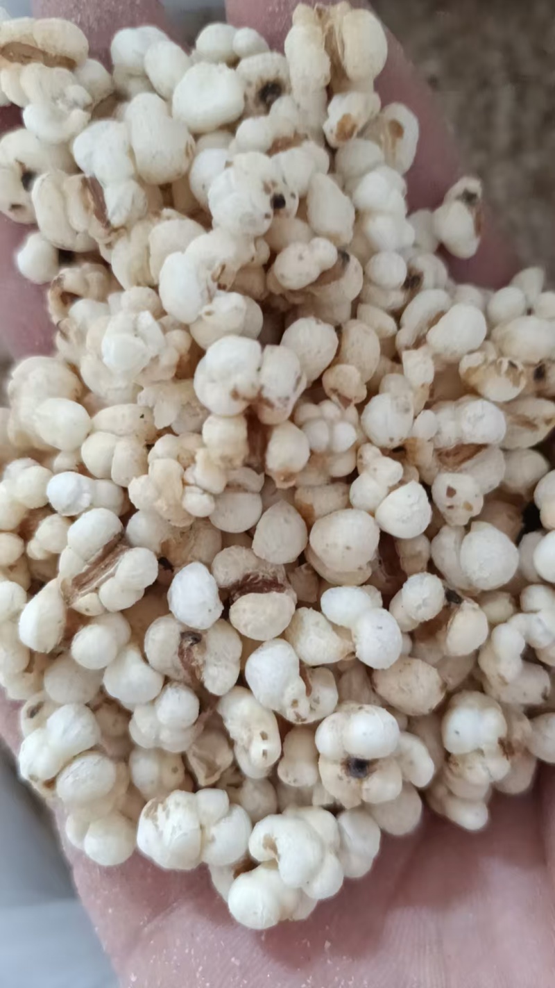 薏苡仁爆花薏米花批发中药材原料批发中药材炒薏米仁花