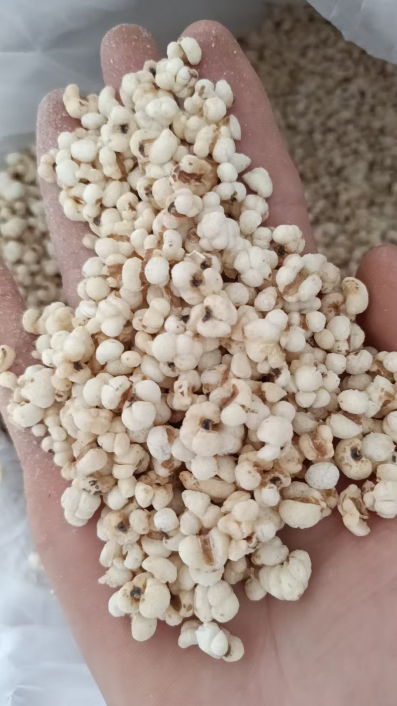 薏苡仁爆花薏米花批发中药材原料批发中药材炒薏米仁花
