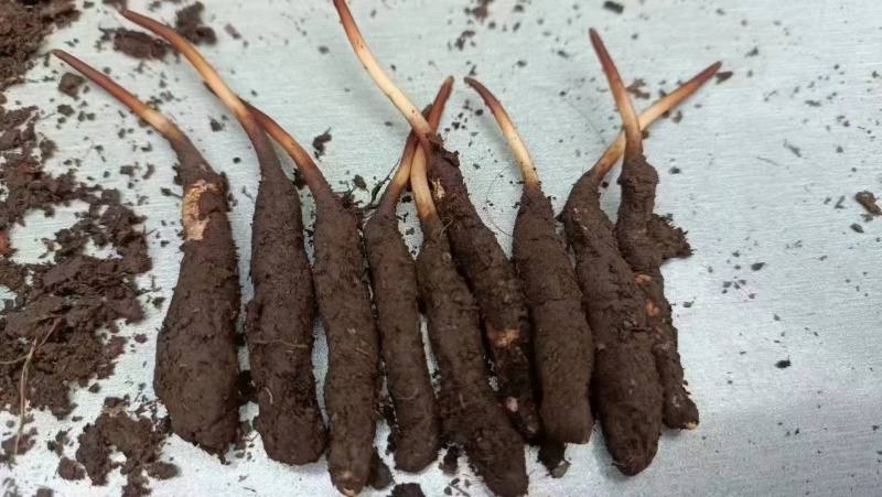 一手货源虫草精品新鲜上市量大从优