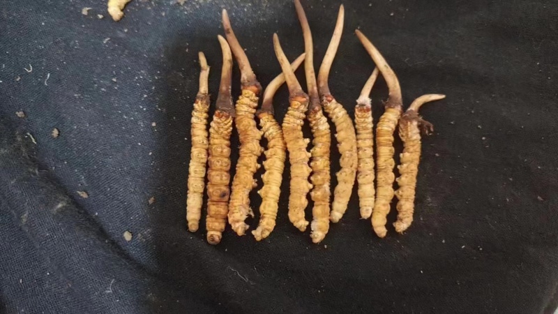 一手货源虫草精品新鲜上市量大从优