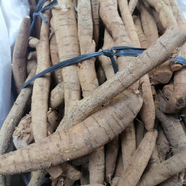 小叶牛小叶中统牛大力价格实惠，欢迎选购