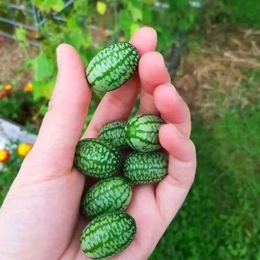 佩普诺基Pepquino小西瓜拇指西瓜