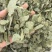 淫羊藿纯叶中药材淫羊藿叶仙灵脾泡***正宗新