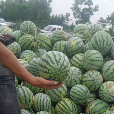 河南灵宝8424西瓜大量上市，一手货源货量充足，视频看货