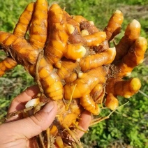 姜黄