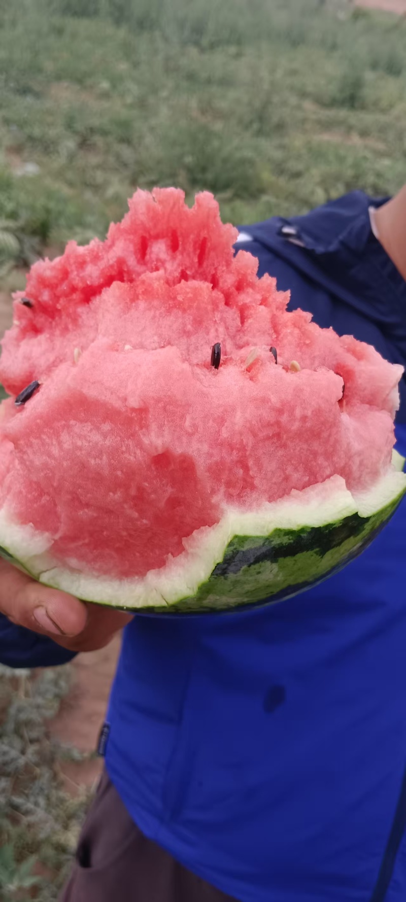 河南灵宝8424西瓜大量上市，一手货源货量充足，视频看货