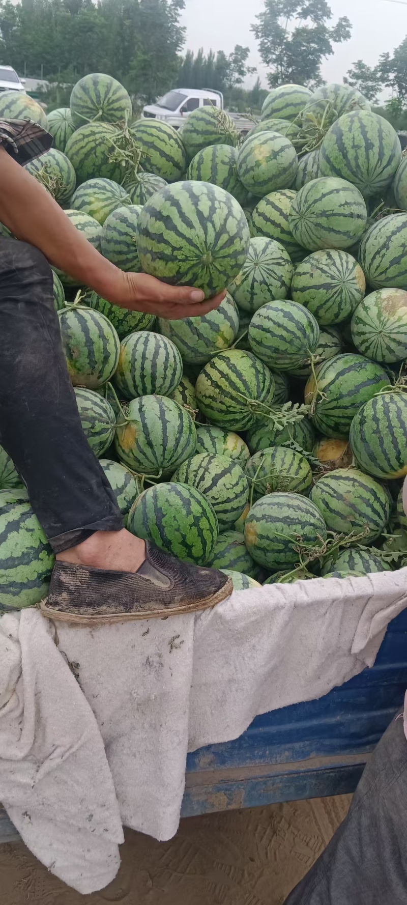 河南灵宝8424西瓜大量上市，一手货源货量充足，视频看货