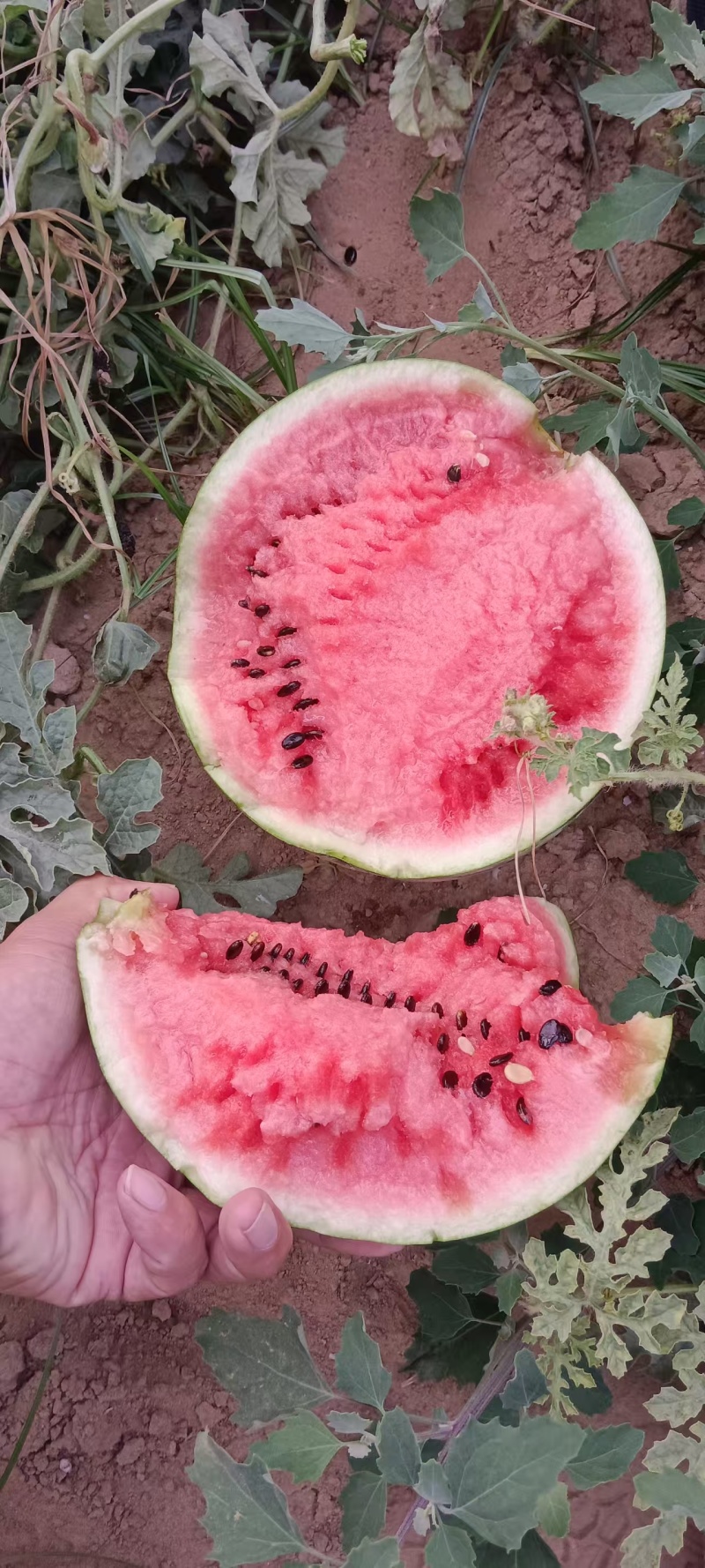 河南灵宝8424西瓜大量上市，一手货源货量充足，视频看货