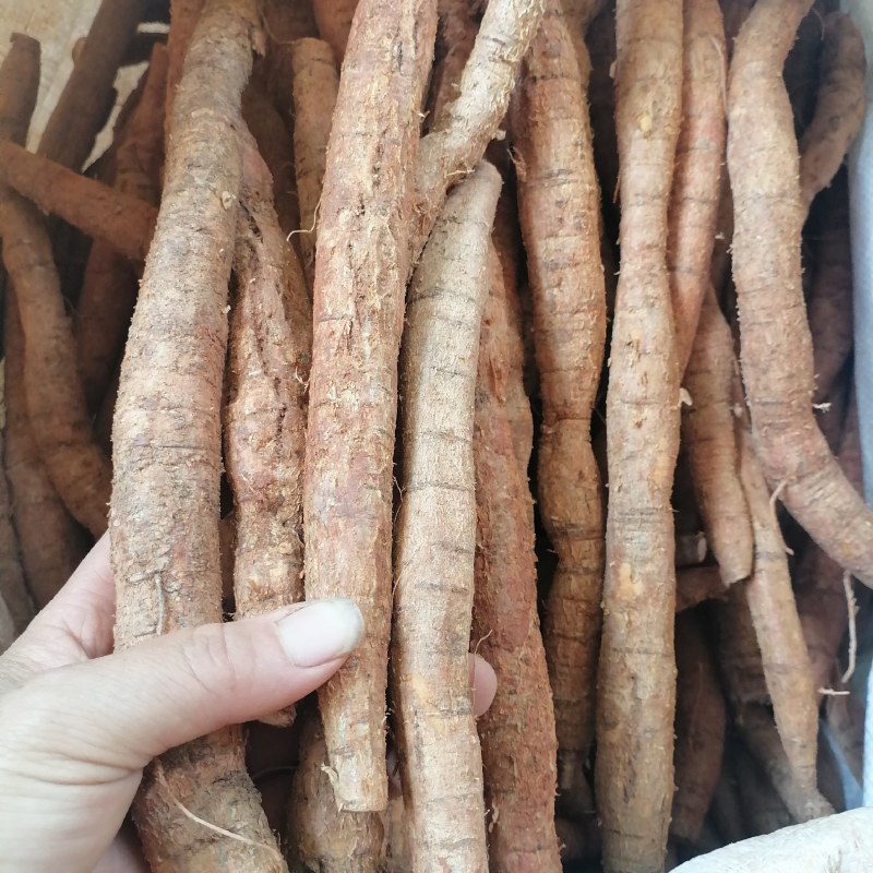 牛大力大叶黄皮新鲜牛大力手货源现货批发欢迎来电咨询