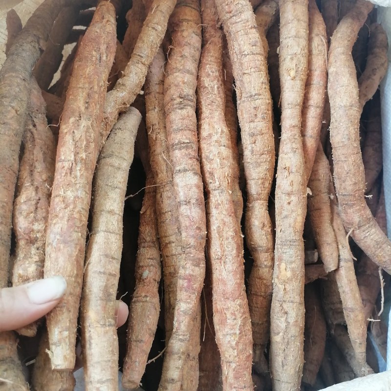 牛大力大叶黄皮新鲜牛大力手货源现货批发欢迎来电咨询