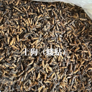 土狗蝼蛄食用蝼蛄烧烤大排档农庄餐馆特色食材