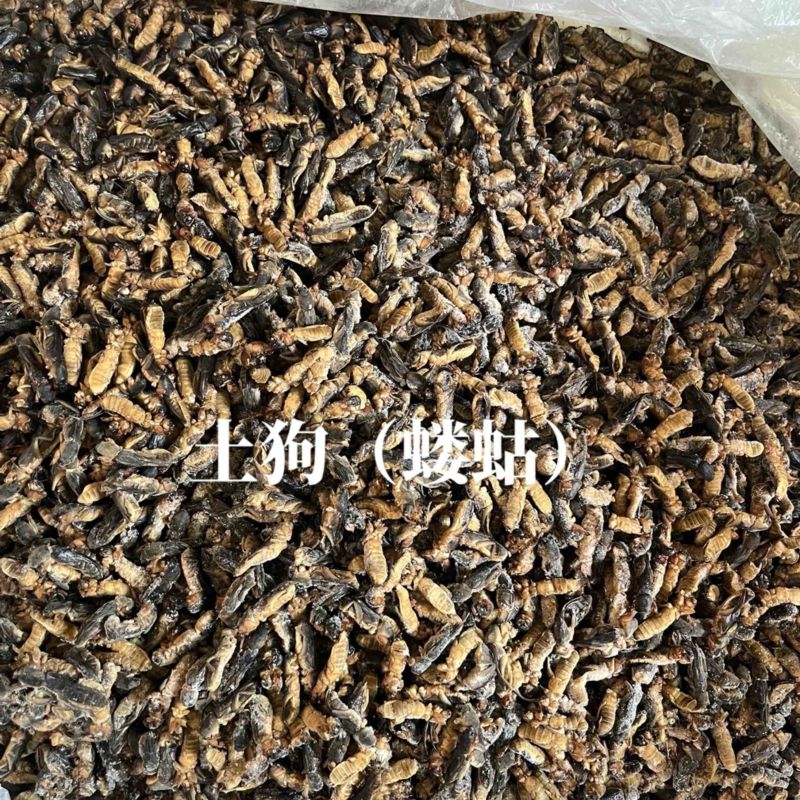 土狗蝼蛄食用蝼蛄烧烤大排档农庄餐馆特色食材