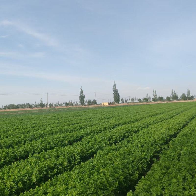宁夏优质芹菜，毛芹，大量上市，欢迎咨询，量大价格