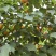 河北油杏珍珠油杏高山水果甜美多汁基地一手货源品好