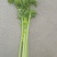 宁夏优质芹菜，毛芹，大量上市，欢迎咨询，量大价格