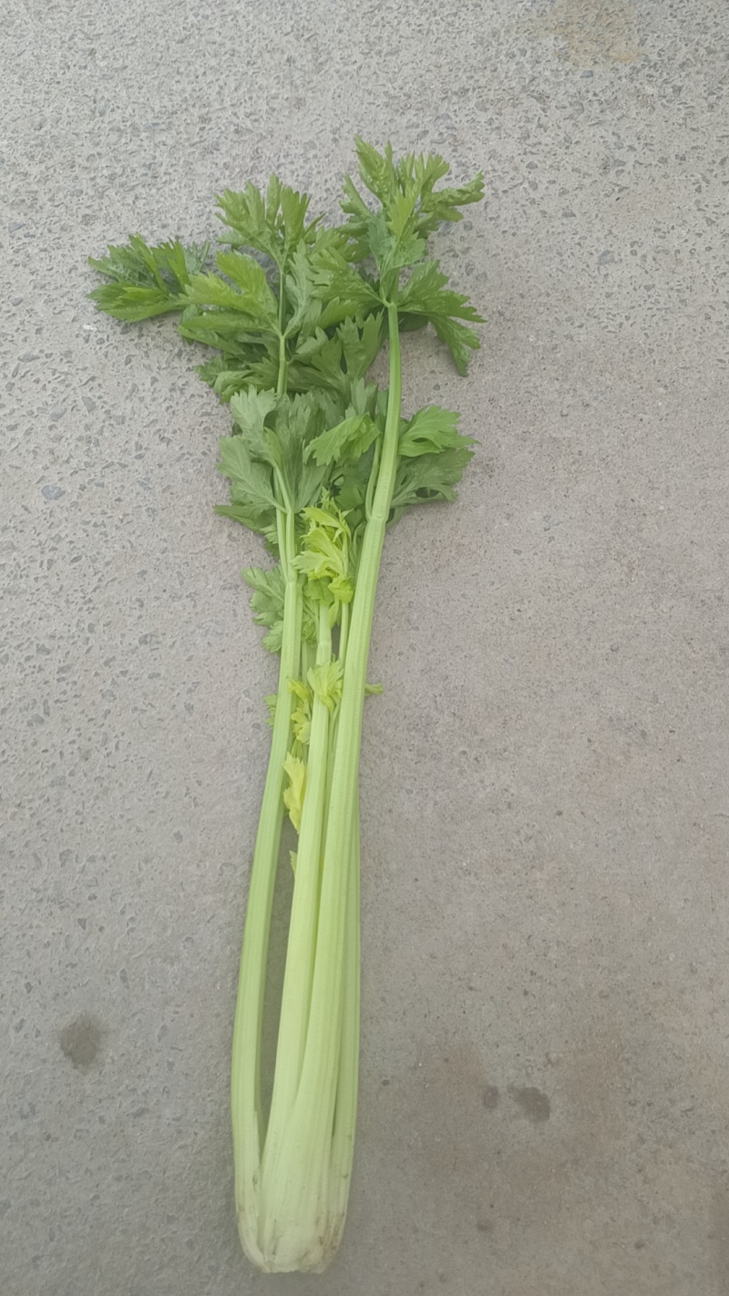 宁夏优质芹菜，毛芹，大量上市，欢迎咨询，量大价格