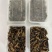土狗蝼蛄食用蝼蛄烧烤大排档农庄餐馆特色食材