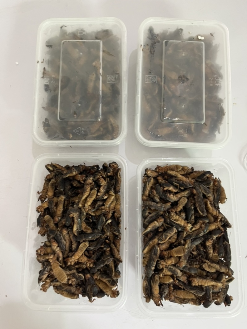 土狗蝼蛄食用蝼蛄烧烤大排档农庄餐馆特色食材