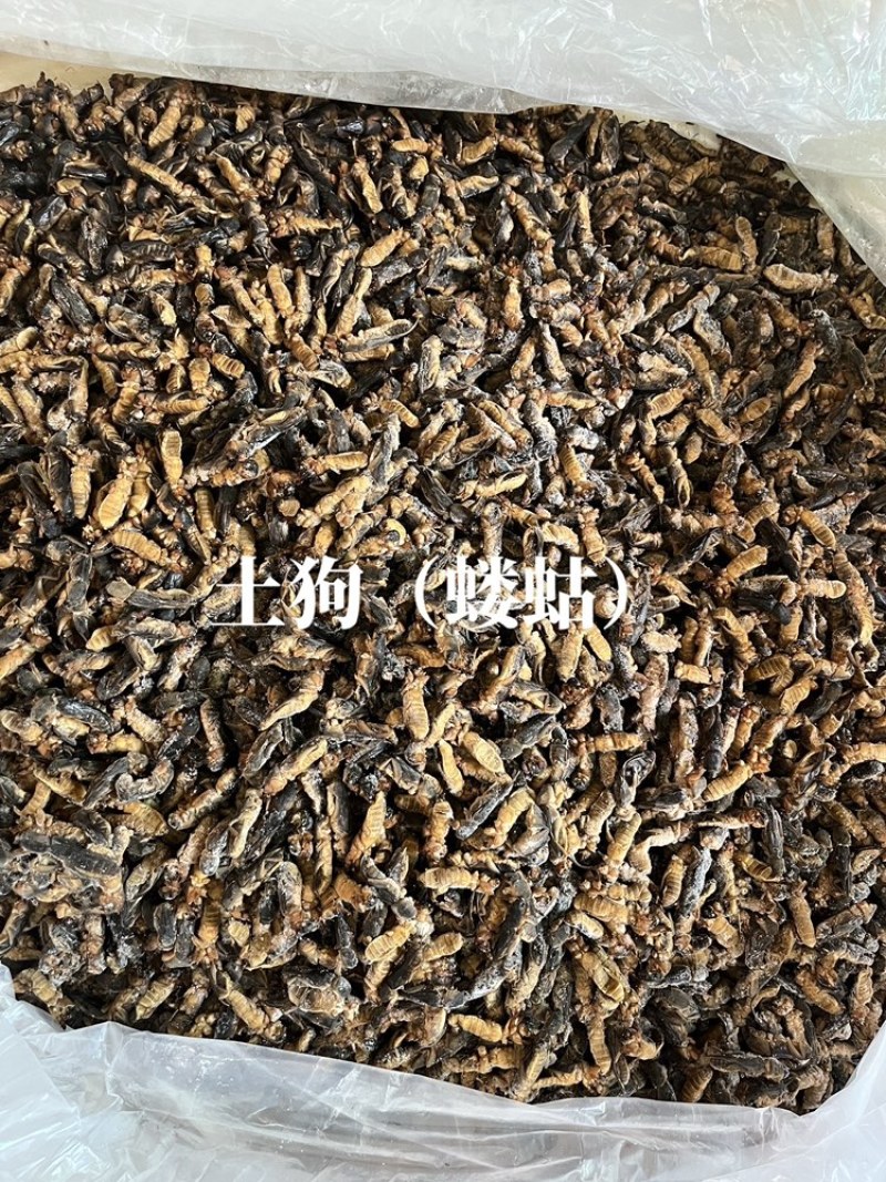 土狗蝼蛄食用蝼蛄烧烤大排档农庄餐馆特色食材