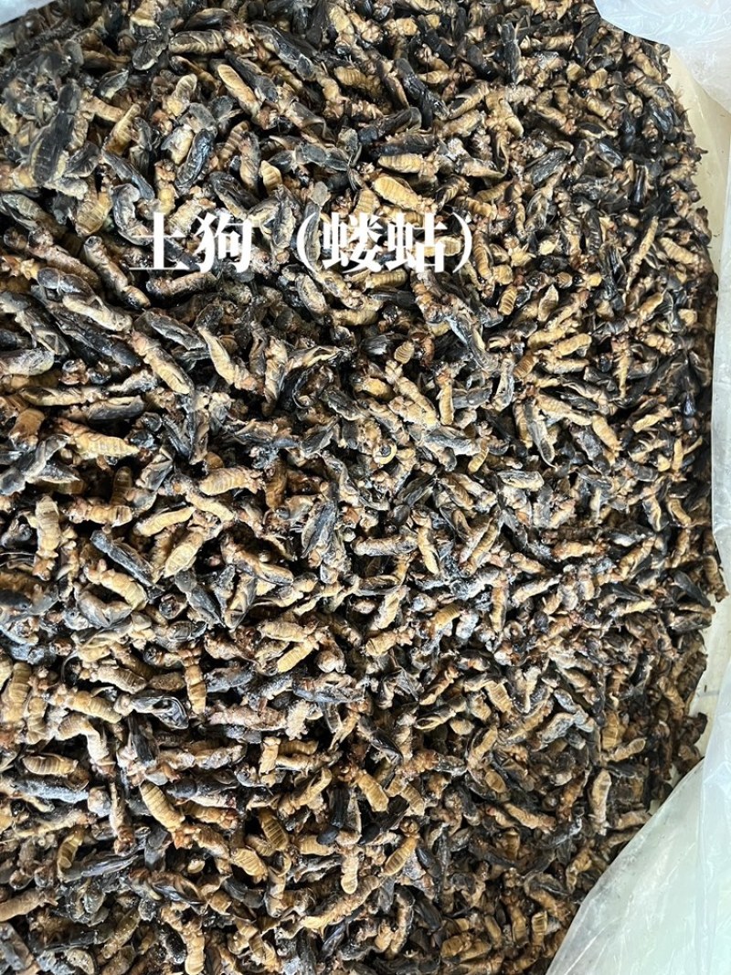 土狗蝼蛄食用蝼蛄烧烤大排档农庄餐馆特色食材